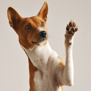 Dogs