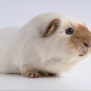 Small Animal