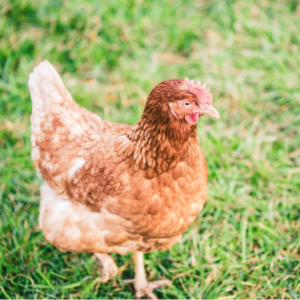 Chickens