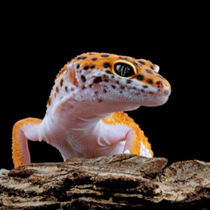 Reptiles