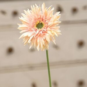 Gerbera Daisy Stem, Peach