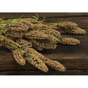 Millet Heather Bush, Yellow, 24"