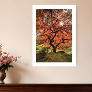 First Colors of Fall II  White Framed Print Wall Art